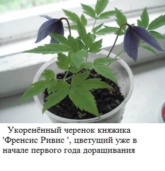 фото  Укоренённый черенок княжика ' Френсис Ривис ', цветущий уже в начале первого года доращивания 